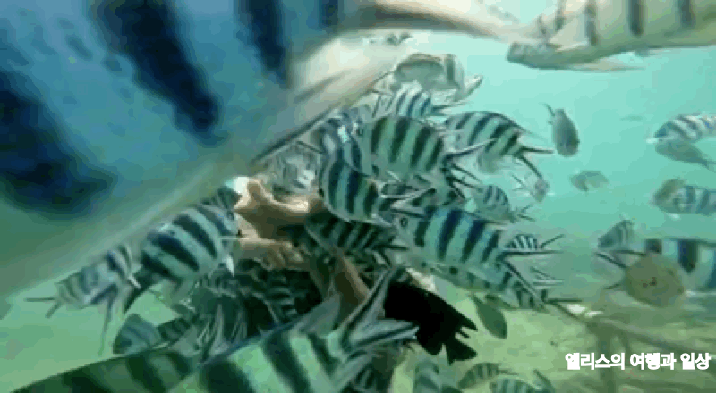 코타키나발루 씨워킹 사피섬 & 마누칸섬 투어 추천 예약 후기