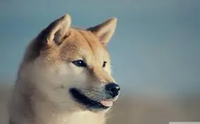 2024 개띠 운세 82년생 운세