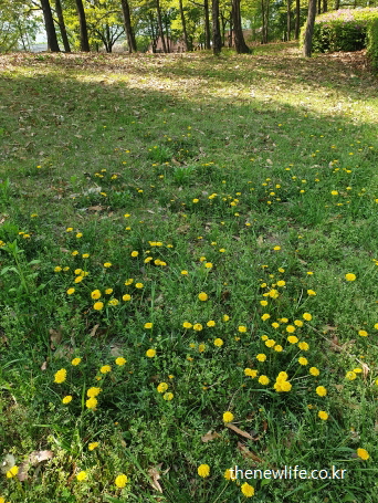숲 가장자리 잔디밭에 피어난 노란 민들레꽃 무리