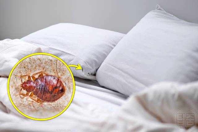 코골이 고치는법 코골이방지베개 수술 치료