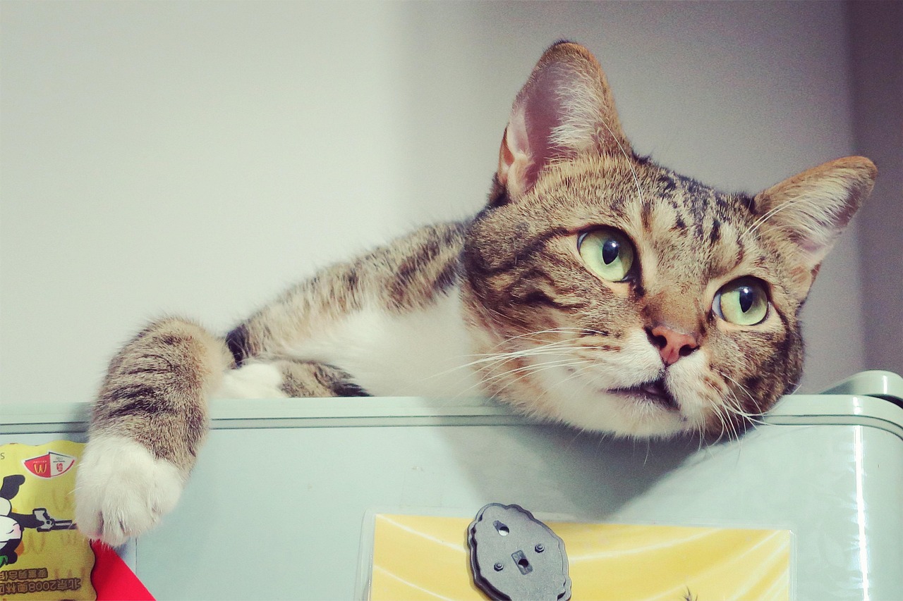 10세 이상 고양이를 위한 건강검진 준비 체크리스트