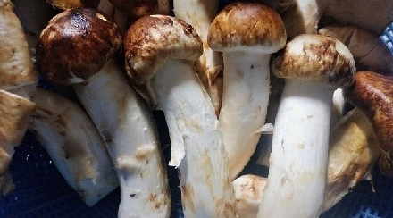 송이버섯-가격-비싼이유-효능
