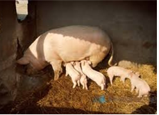 우리 안에 엄마돼지와 새끼돼지 다섯마리, 새끼돼지 세마리가 젓을 먹고있다.