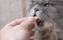 고양이 구내염/출처:어도비스톡