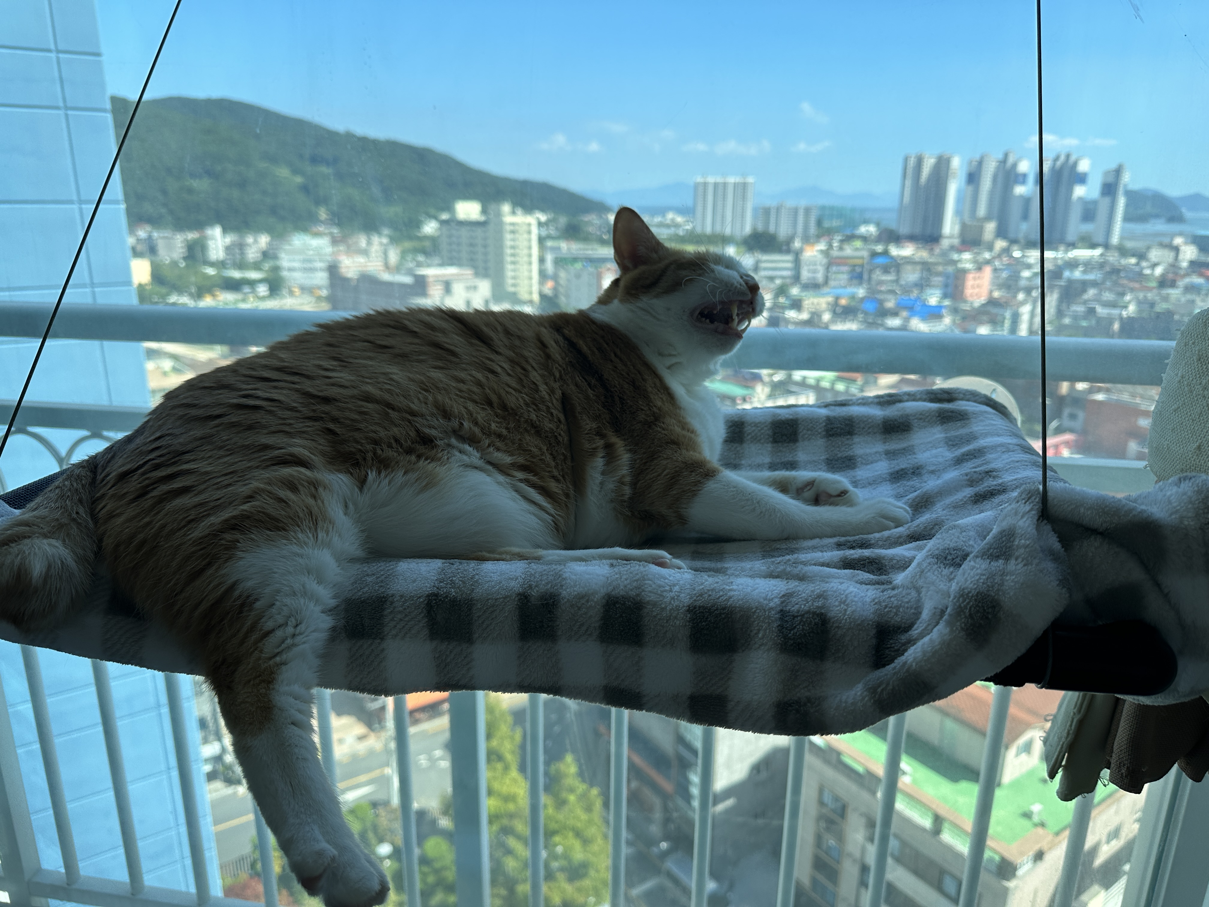 해먹_위에서_하품_하고_있는_치즈냥이_호야