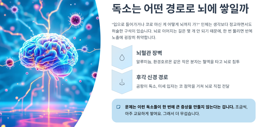 독소는 어떤 경로로 뇌에 쌓일까