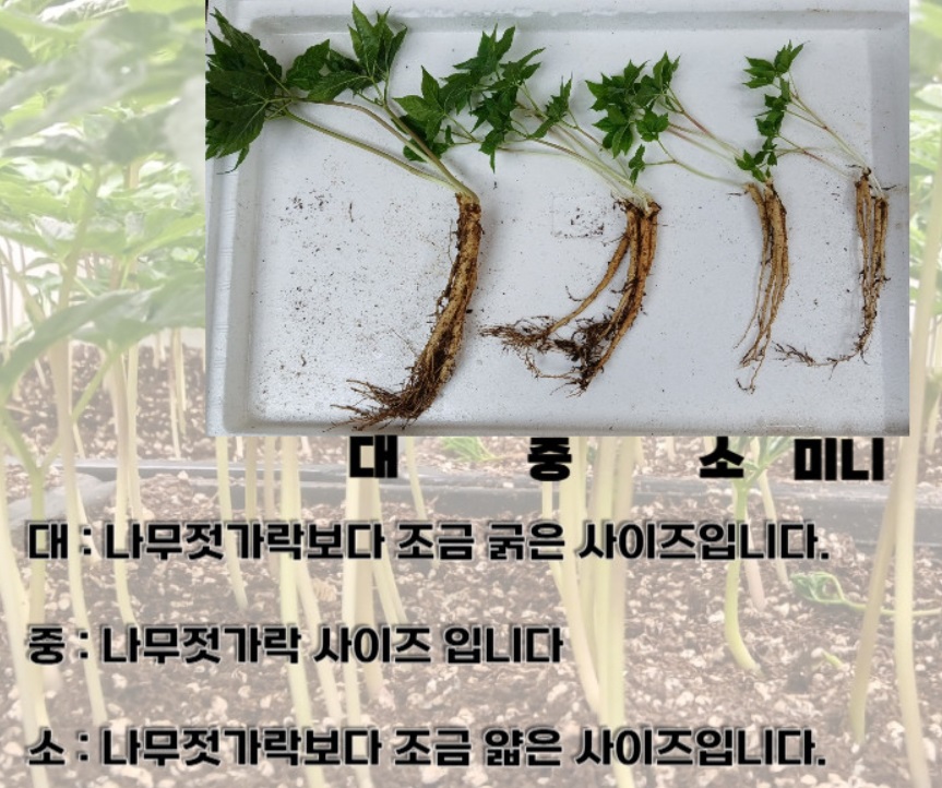 6시내고향-강원-원주-새싹삼-함결농장-새쌈삼크기비교