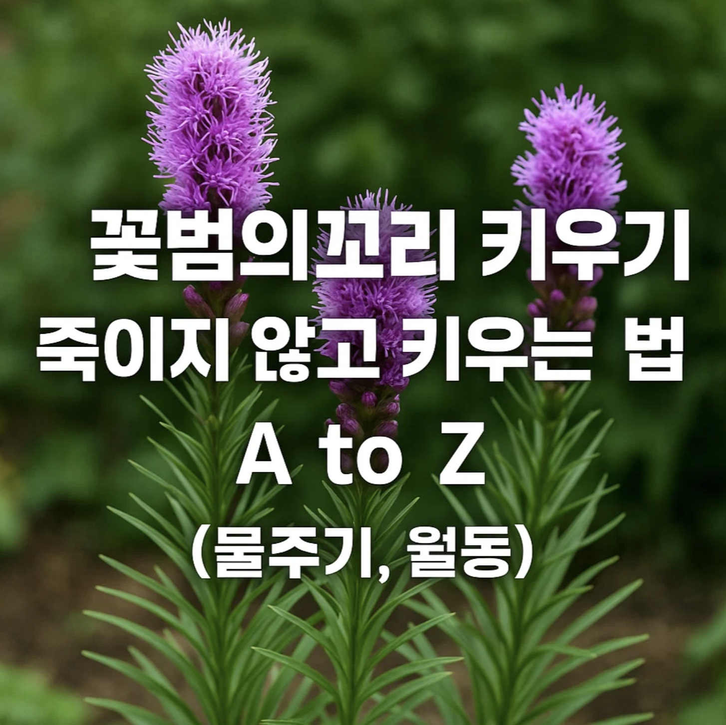 꽃범의꼬리 키우기, 죽이지 않고 키우는 법 A to Z (물주기, 월동)