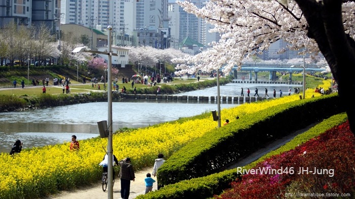 온천천의 벚꽃길