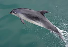 돌고래 나오는 꿈