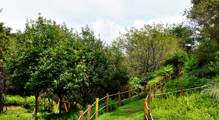 당진 삼선산수목원