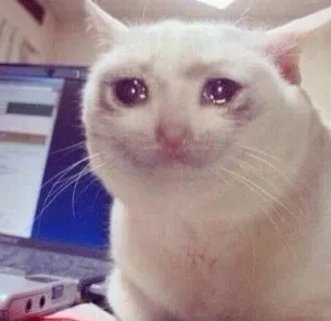 고양이 불쌍
