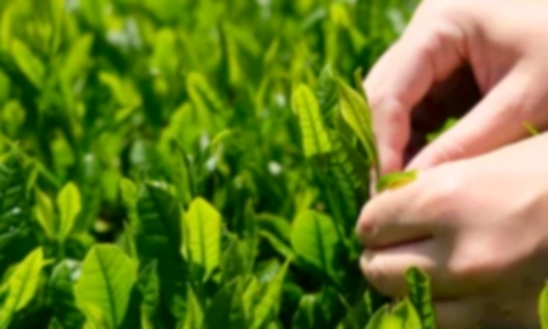 녹차 종류와 녹차 효능 부작용