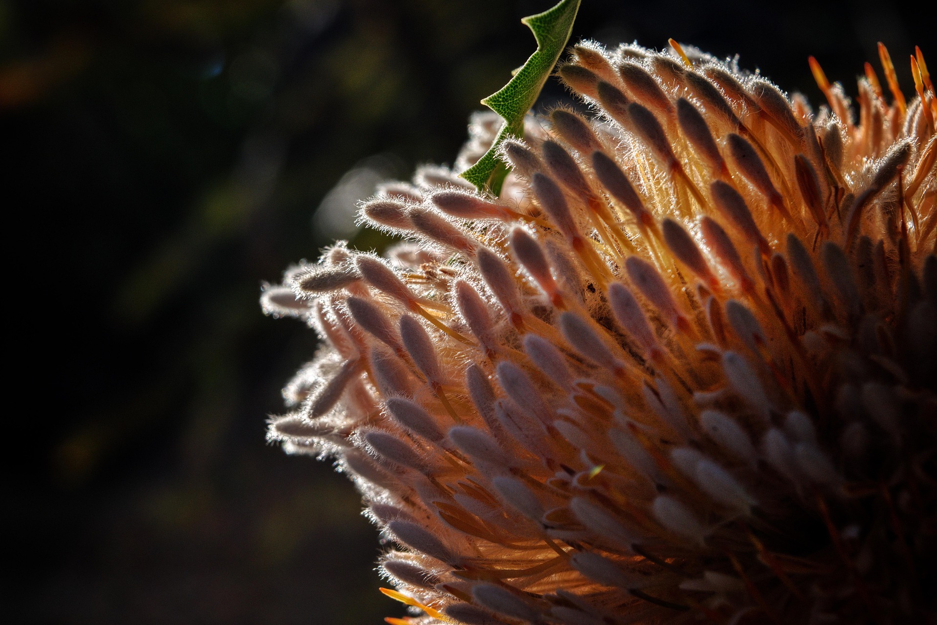 밀크시슬&amp;#44; 간 건강뿐일까? 신장 건강까지 함께 관리하는 이유