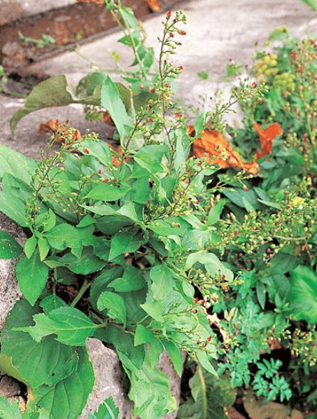 멸종위기 동식물 섬현삼을 지키는 방법: 섬·해안 서식지의 ‘바람·염분·토양’ 균형 보전