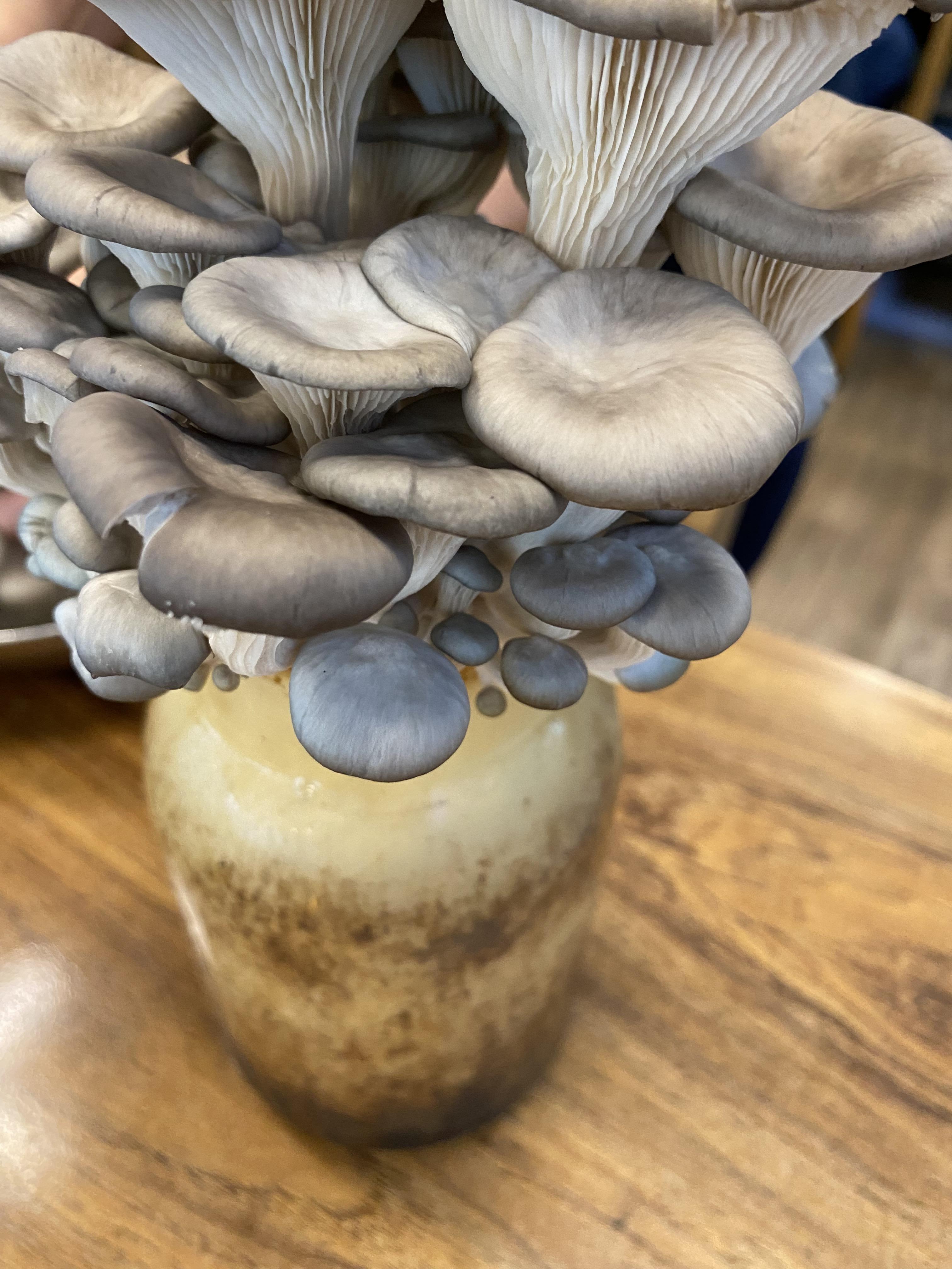 왕십리 오리사냥 버섯