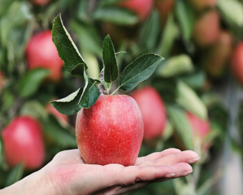 문경사과축제_2