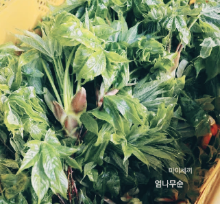 참두릅 땅두릅 개두릅 두릅 엄나무순 효능 엄나무순 먹는 법 엄나무순 가격