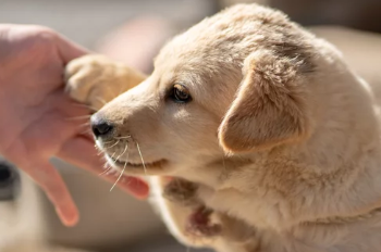 진돗개/출처:어도비스톡