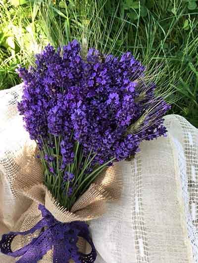 라벤더의 다양한 꽃말