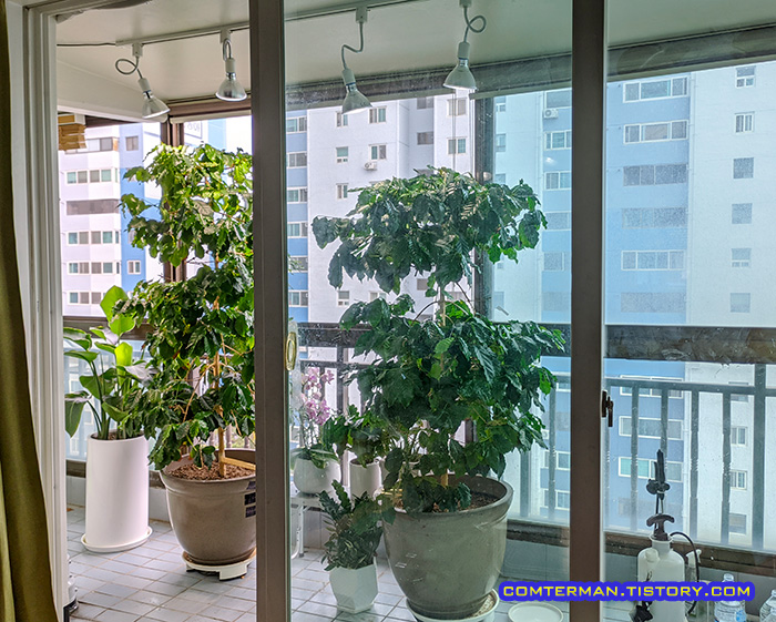 베란다 커피나무