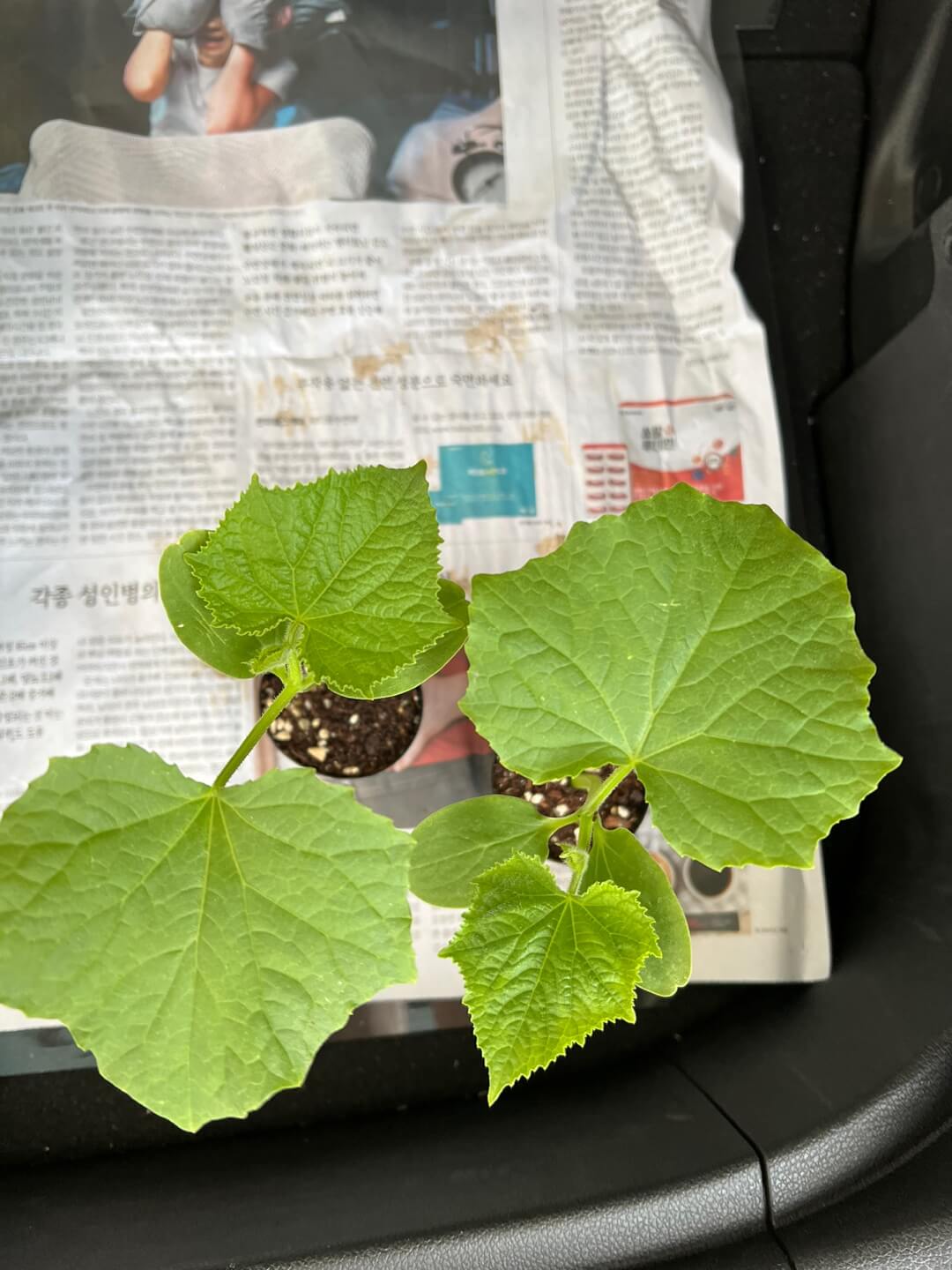 가을 오이 모종