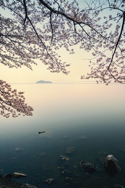 벚꽃 명소 총정리