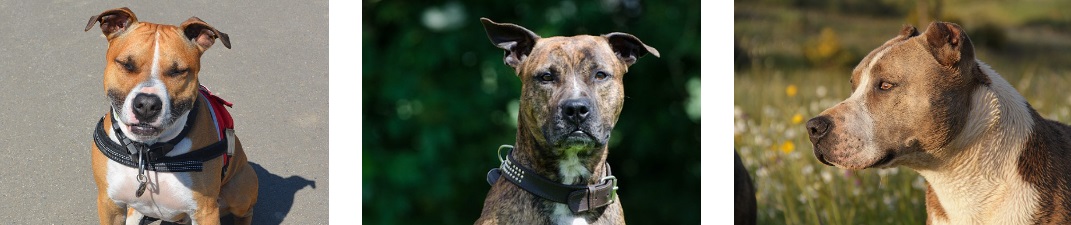 맹견사육허가제