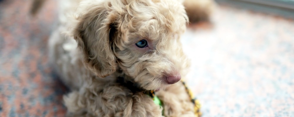 개싸움 말리는 방법 14