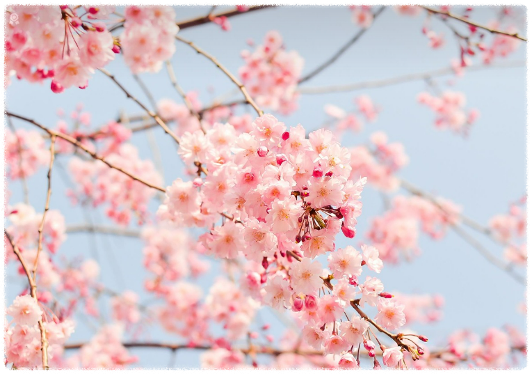 벚꽃나무, 분홍 꽃들 이미지