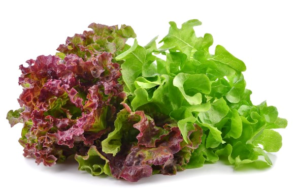 상추 효능 7가지 및 상추 겉절이 만드는법 황금레시피