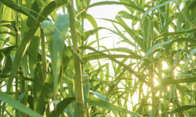 폴리코사놀의효능