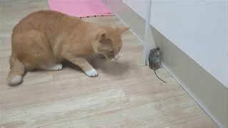 의사들이 이유를 들어보면 고양이가 쥐 생각한다는 느낌