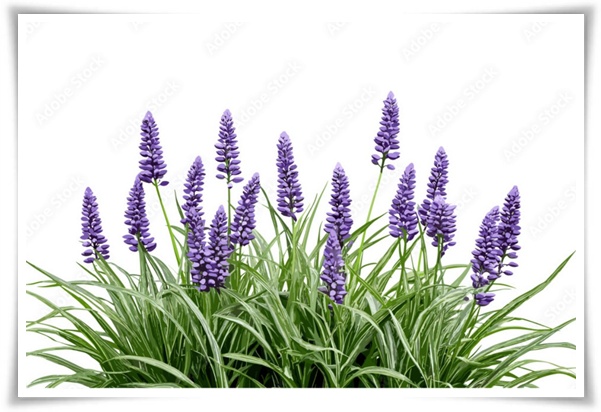 화초 &quot;맥문동&quot; 사계절 내내 우아한, 척박한 땅에서도 꽃 피우는 생명력!