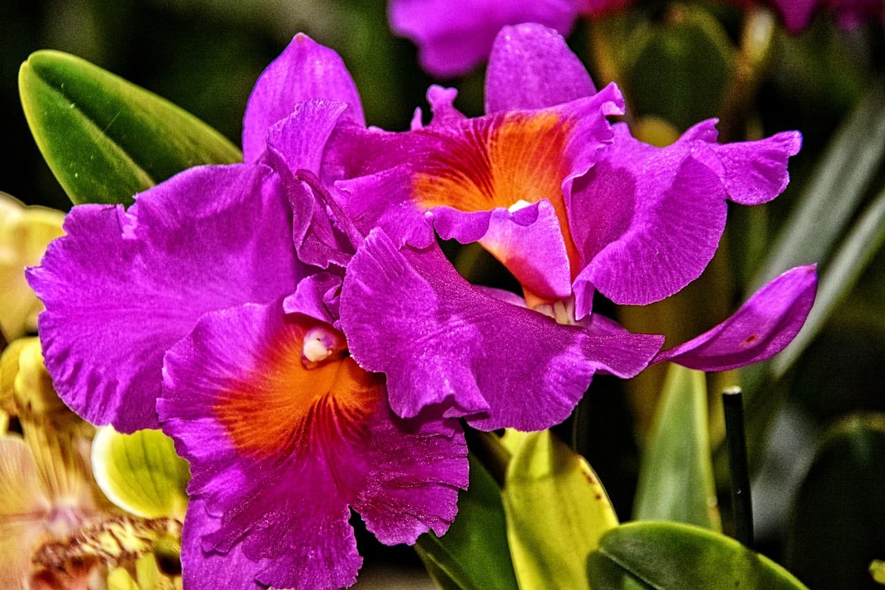 희귀 식물 전용 수경재배 시스템 구축하기"