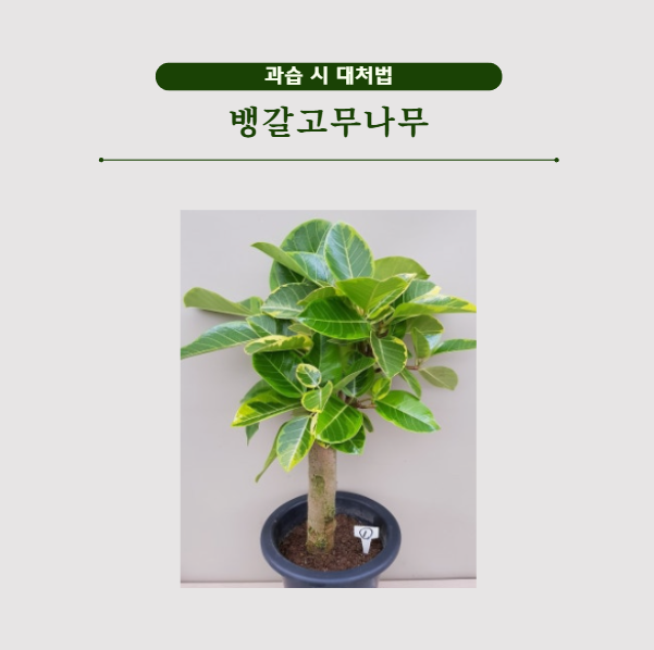 죽어가는 뱅갈고무나무 살리기 과습 시 대처법