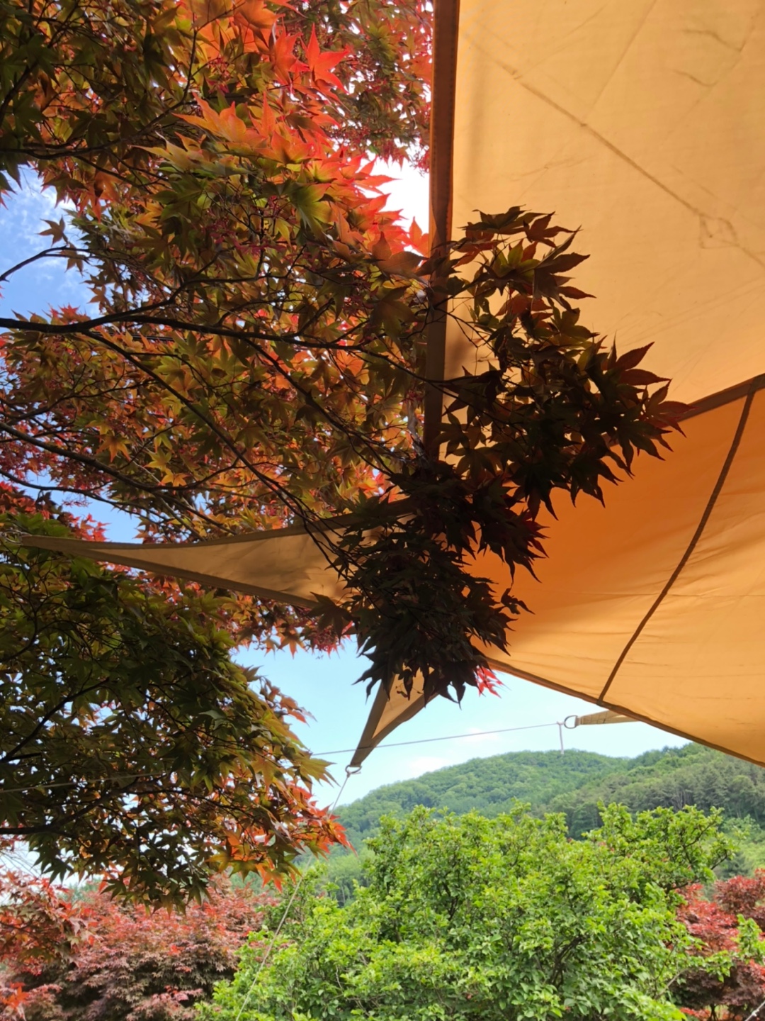 우드페커-야외-천막