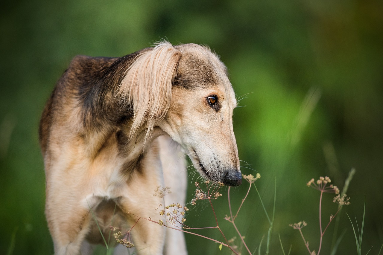 살루키(Saluki)5