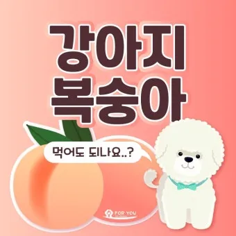 강아지 천도복숭아 먹어도 될까 안전한 급여 방법_5