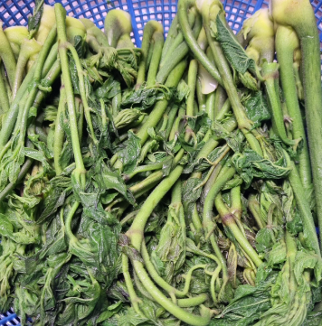두릅데치기