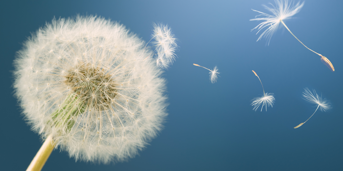 흰민들레차의 효능과 부작용