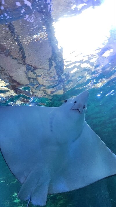 아쿠아 플라넷 제주