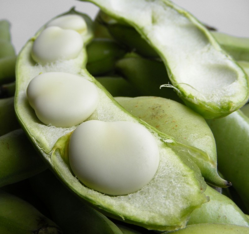 자이언트 파바빈 효능, 부작용, 먹는 법 알아보기