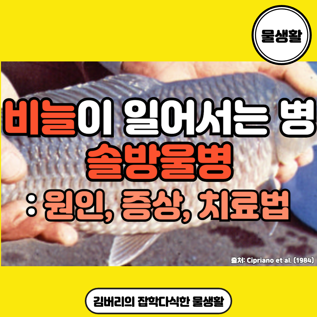 구피 솔방울병