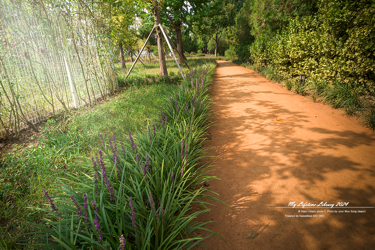 영천 우로지 맥문동