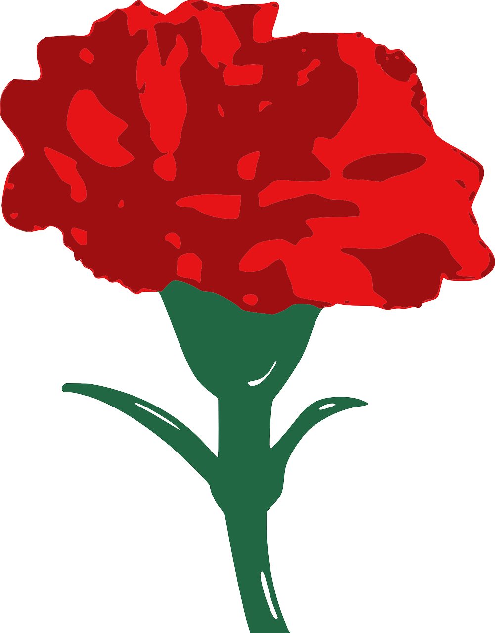 카네이션 이미지