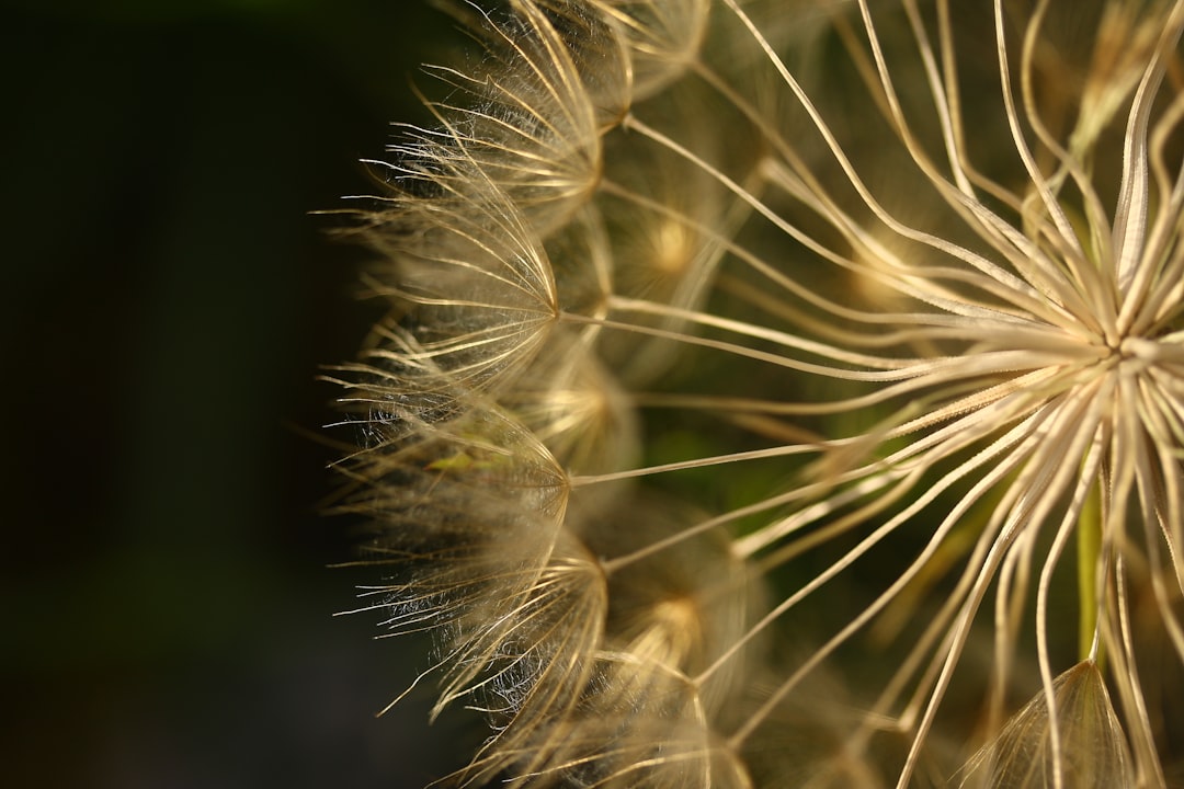Allergy