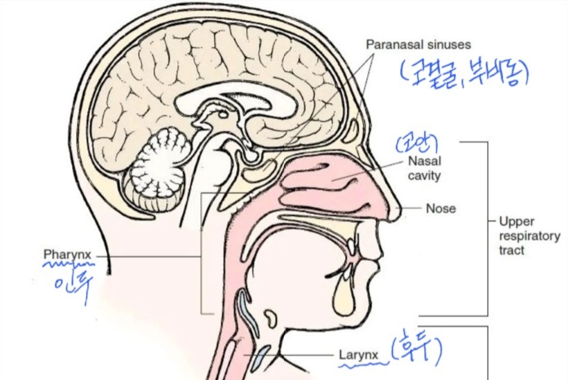 상부 호흡계통(upper respiratory) 코안 코곁굴(부비동) 인두 후두의 위치