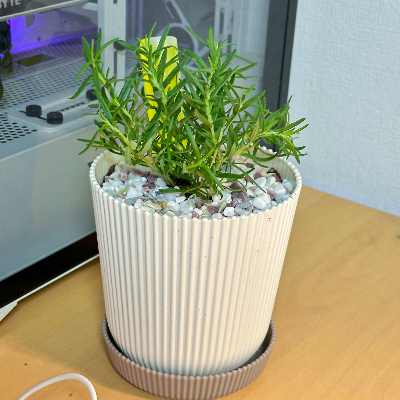 로즈마리 분갈이