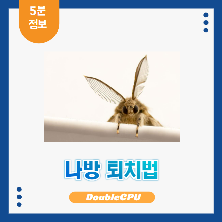 나방 없애는 방법